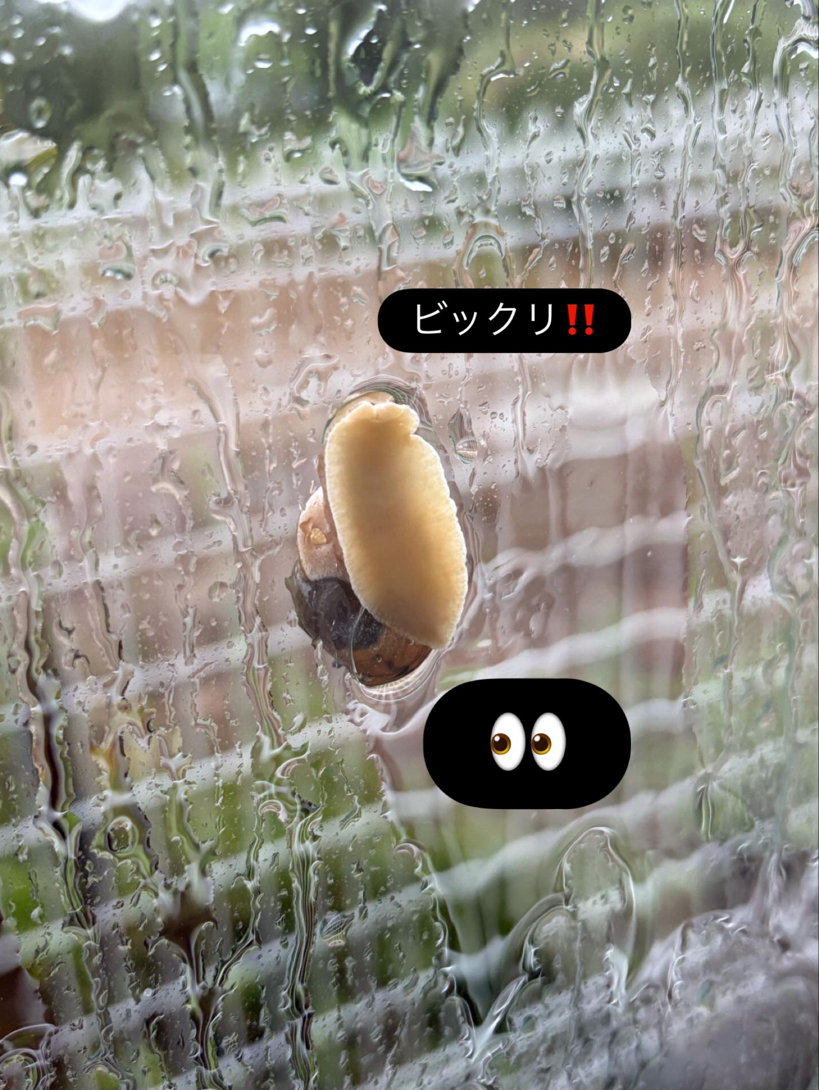 今朝は台風が近づいているとの事で
ご利用者様が無事に来所できるか心配😟していましたが
大きな遅れもなく到着した事をホッとしています。
そんな中、窓ガラスに「カタツムリ」が遊びにきました。
利用者様と、「お腹を見たのは初めて」と、ほっこりしました。
️も午後には上がり️晴れ間が！